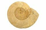 Jurassic Ammonite (Hildoceras?) Fossil - Morocco #289714-1